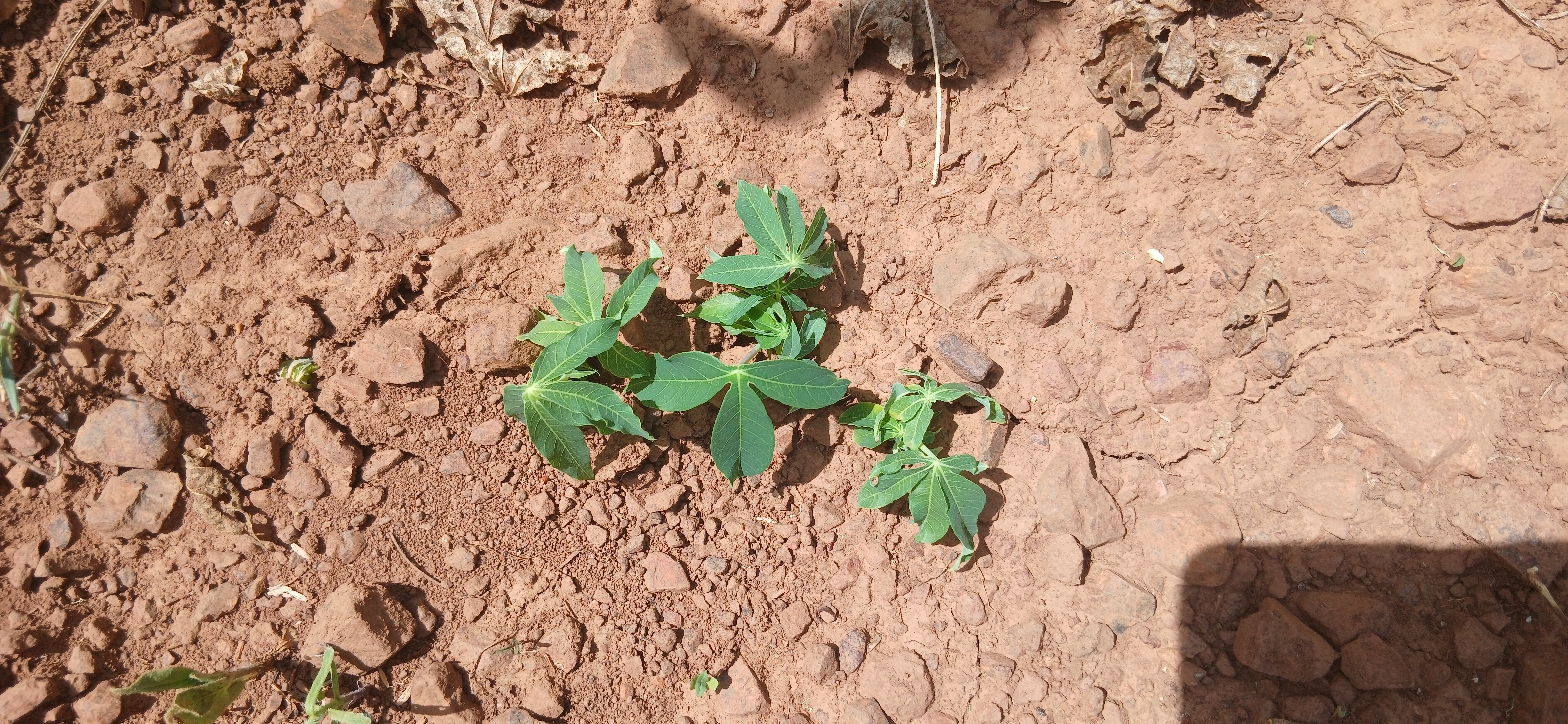 Small Cassava Plant